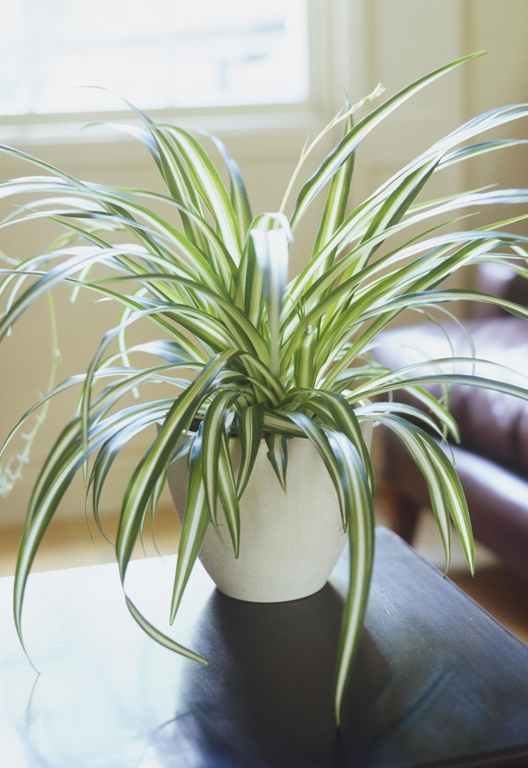 spider plant