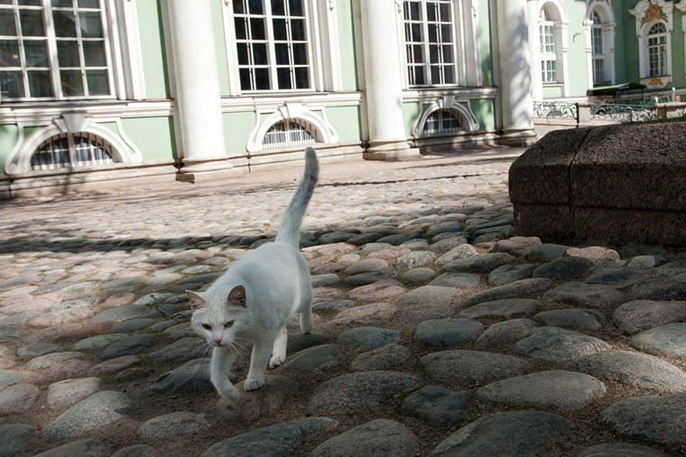 Hermitage cat