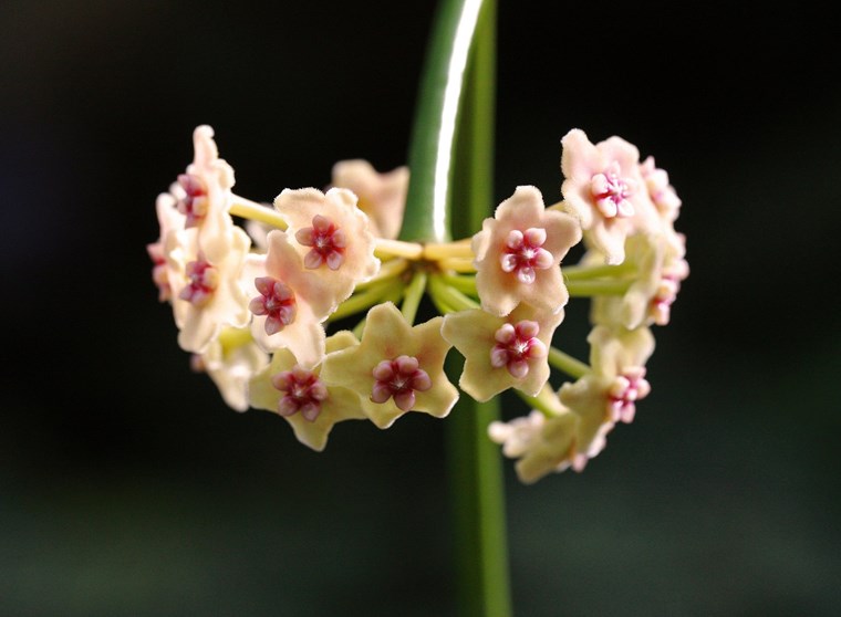 Hoya