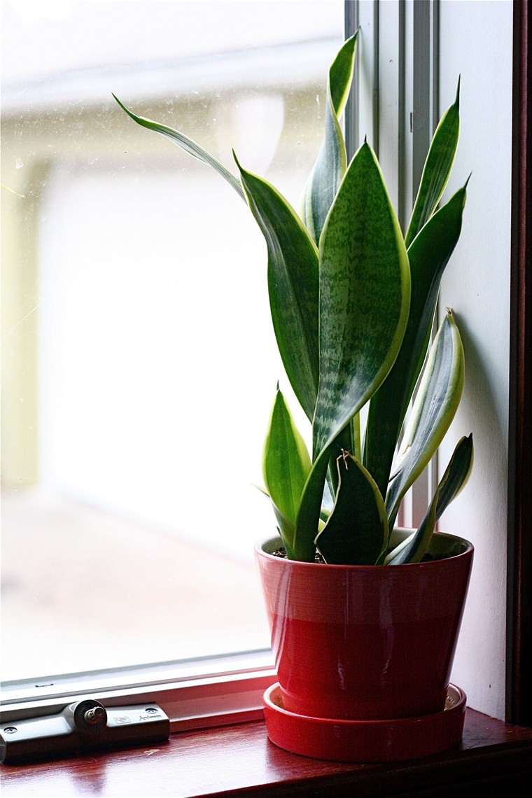 snake plant