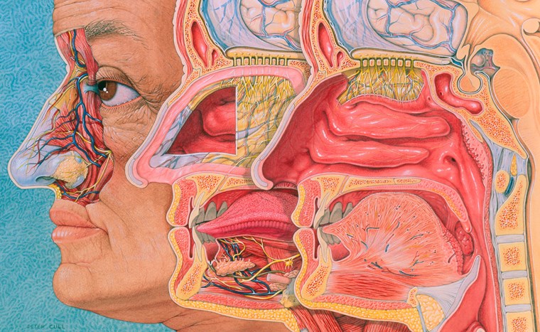 Olfactory system