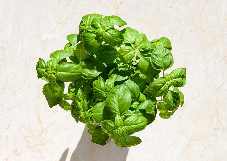 Basil