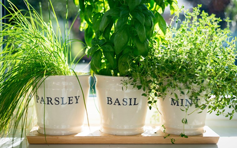 Basil 2