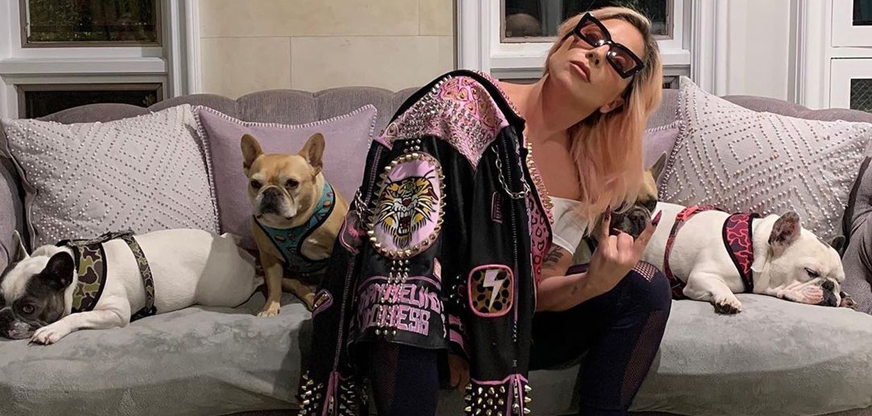 Лейди Гага дава 500 хиляди долара за кучетата си