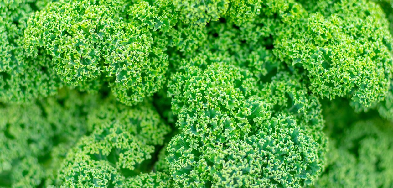 Големите ползи на кейла