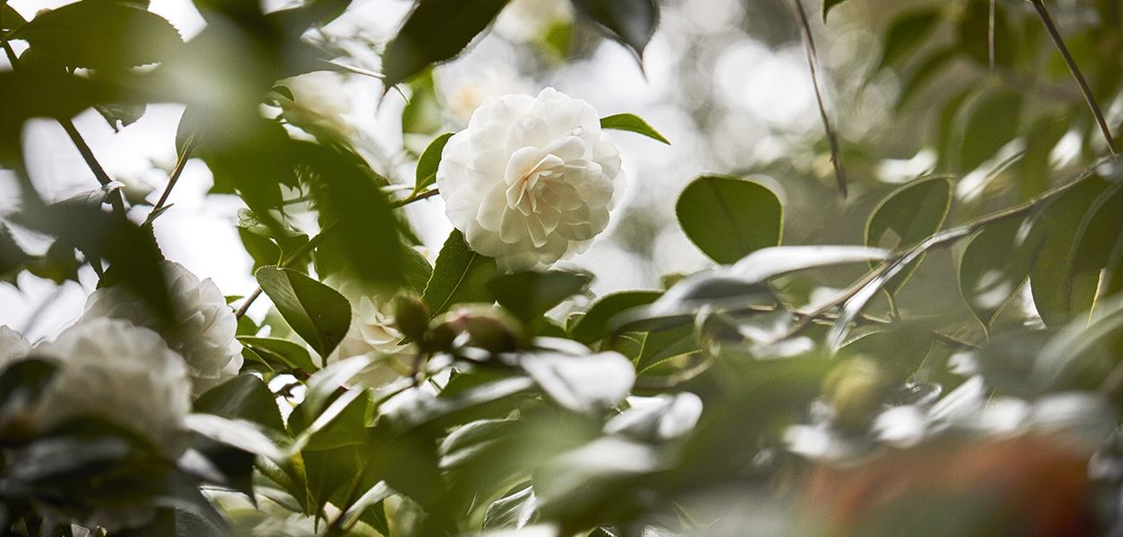 Там, където растат камелиите на Chanel