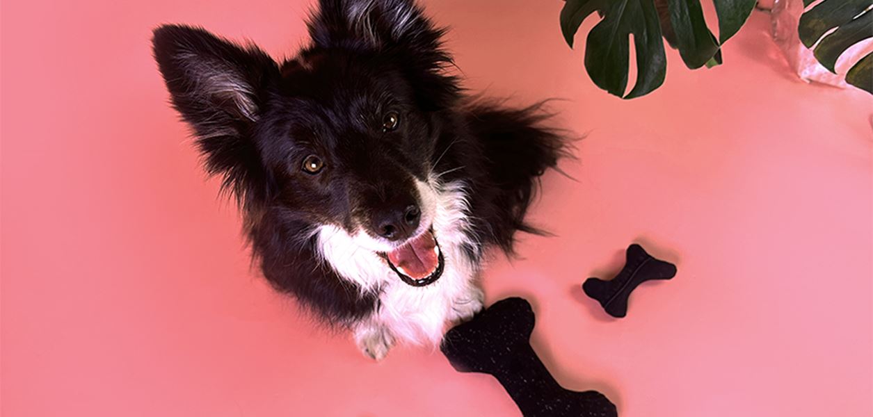 Secondhand дрехи се превръщат в аксесоари за домашните любимци