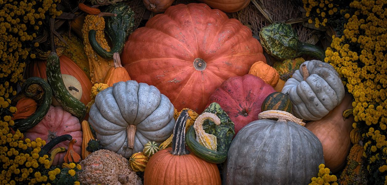 Големите ползи на тиквата