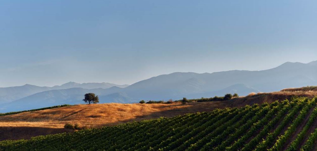 In vino veritas: Съюзът между виното и изкуството