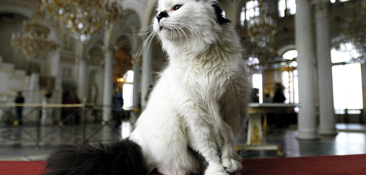 Котките на Ермитажът