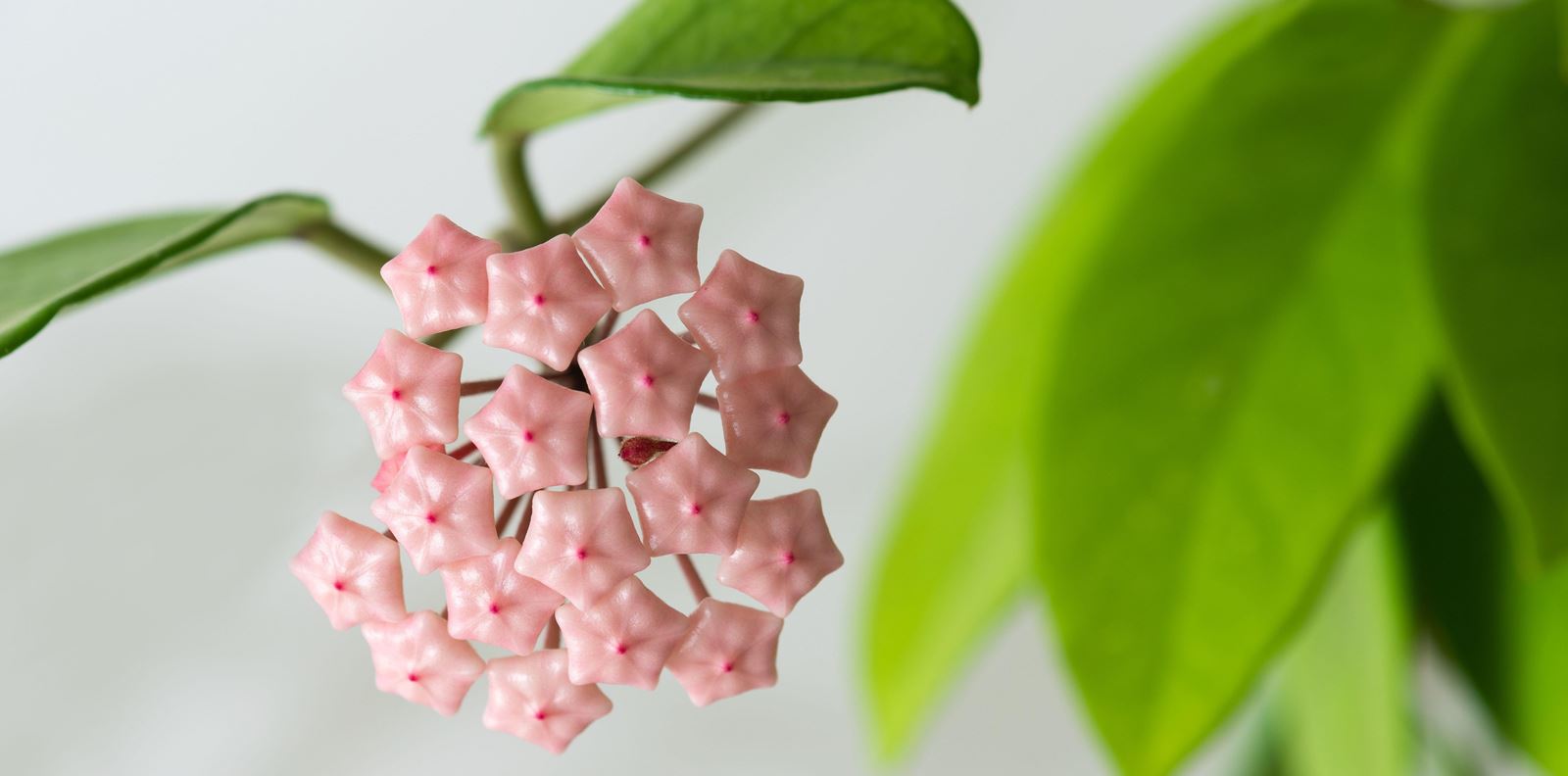 Instagram&#39;s TOP 3: най-сниманите растения в интериора