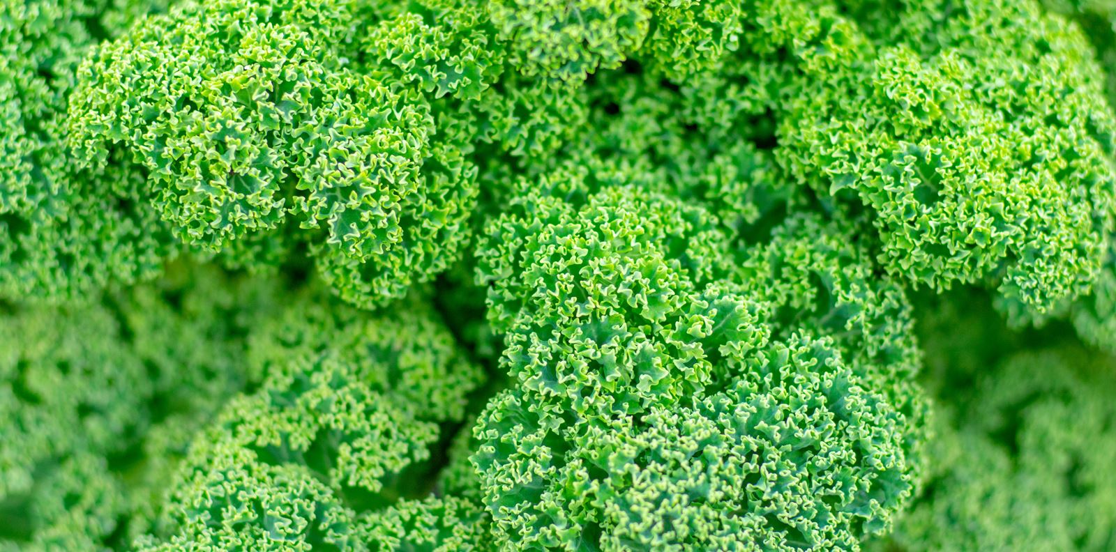 Големите ползи на кейла