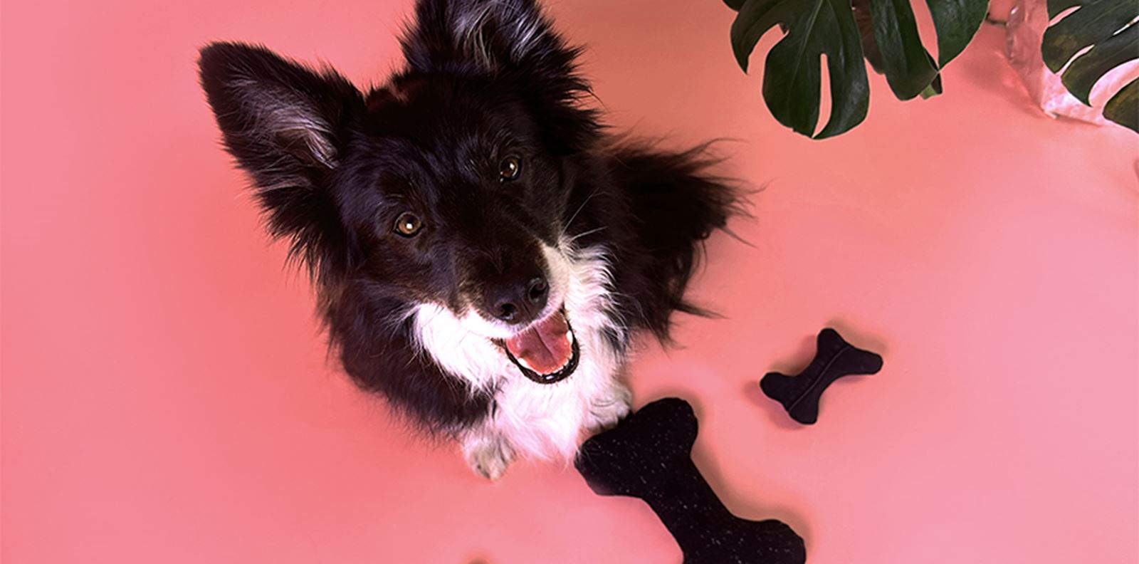 Secondhand дрехи се превръщат в аксесоари за домашните любимци