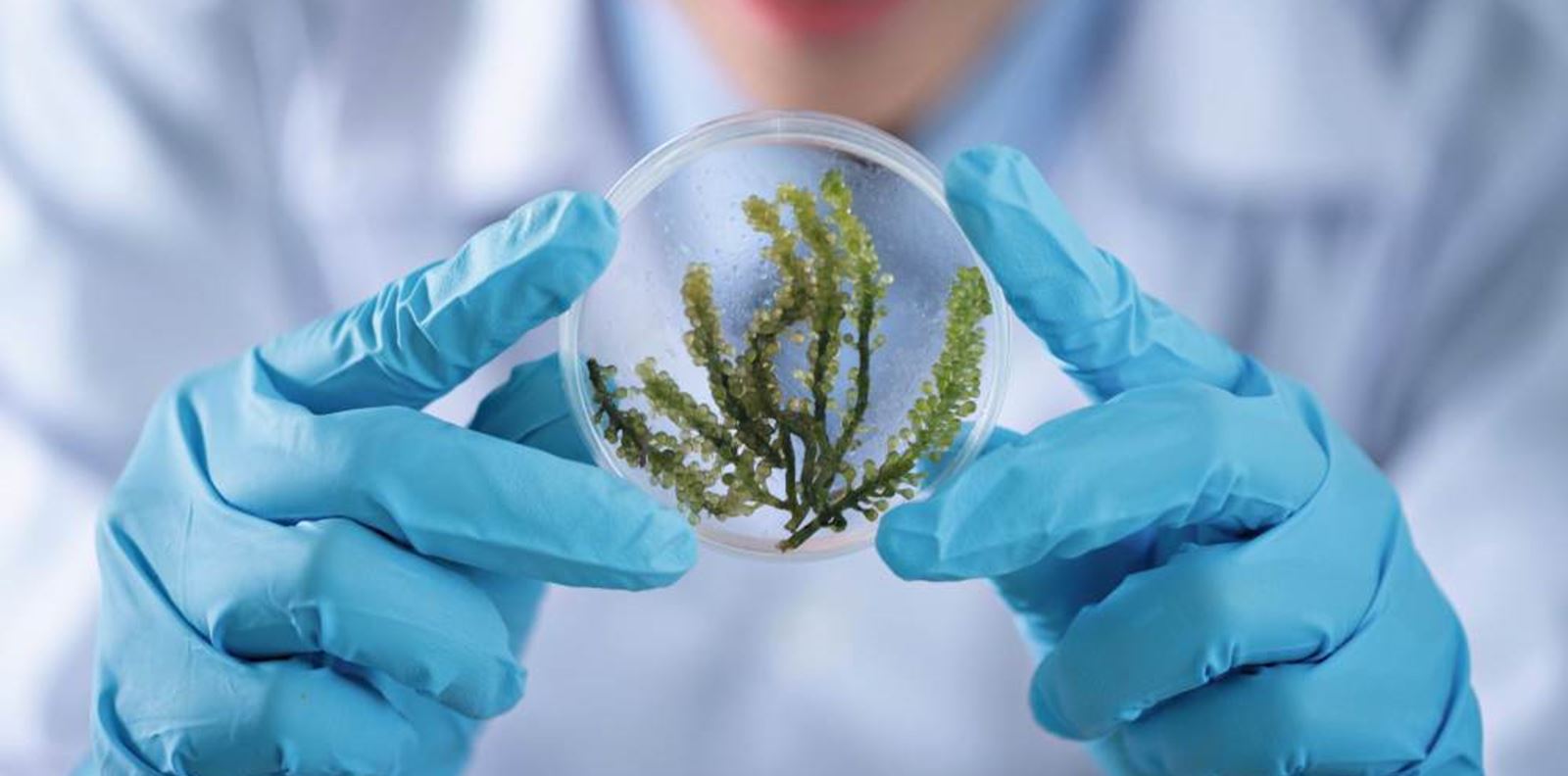 Защо морските водорасли трябва да са част от ежедневния ни ритуал?