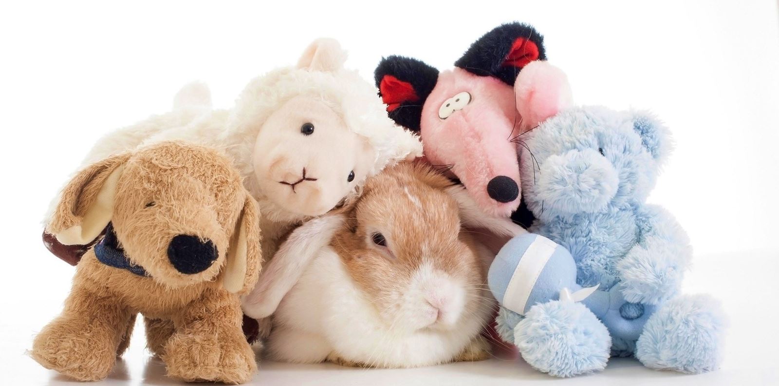 5-те любими Insta животни на GRAZIA