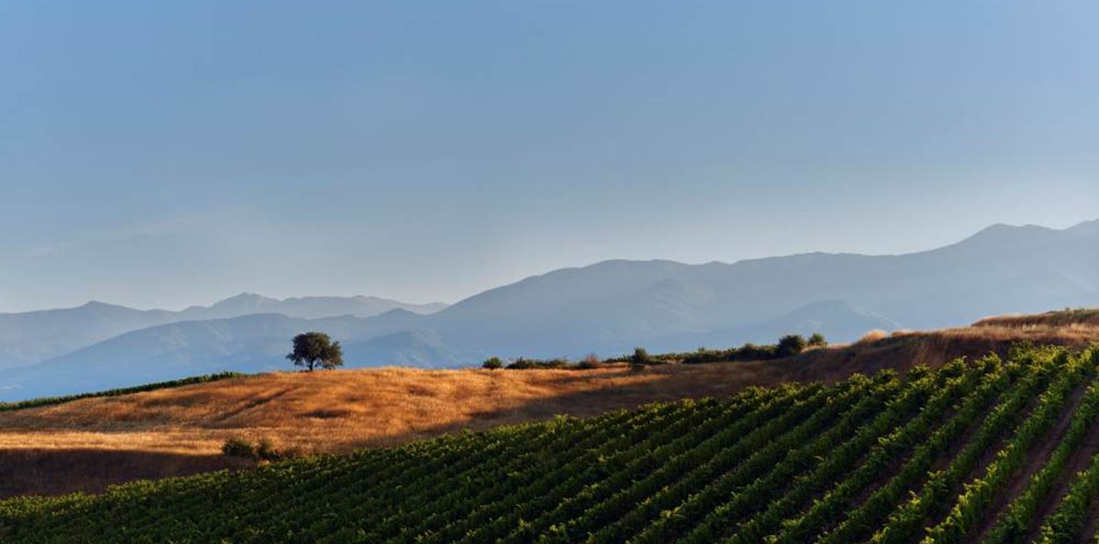 In vino veritas: Съюзът между виното и изкуството