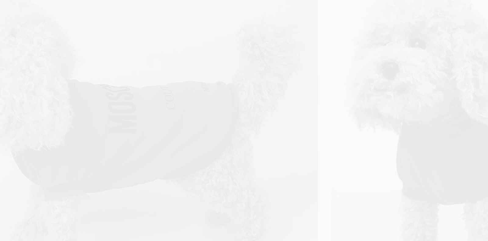 Moschino пуска дизайнерска колекция за домашни любимци