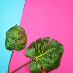 Фикусът, най-обичаното растение в Instagram, е отровен за домашните ни любимци