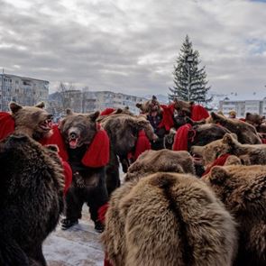 Танцуващите мечки на Румъния, които гонят зли духове