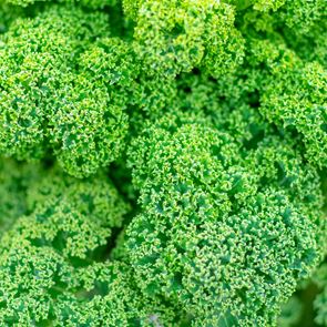 Големите ползи на кейла