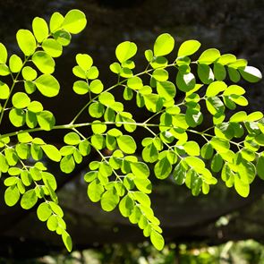 Моринга – новият помощник на тялото