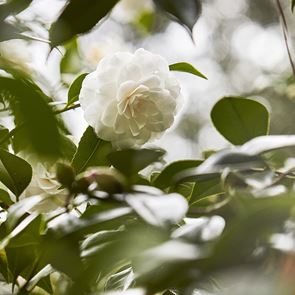 Там, където растат камелиите на Chanel