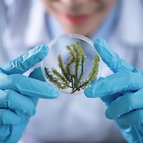 Защо морските водорасли трябва да са част от ежедневния ни ритуал