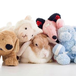 5-те любими Insta животни на GRAZIA