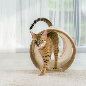 Митове и нагласи към кастрацията, които ни пречат да вземем информирано решение за своята котка