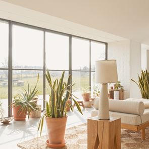 Растенията, които пречистват въздуха у дома