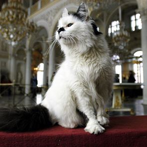 Котките на Ермитажът
