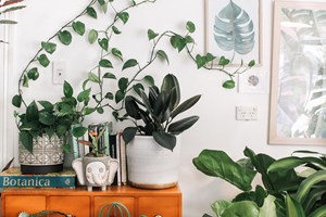 Кои са най-популярните растения в Instagram?