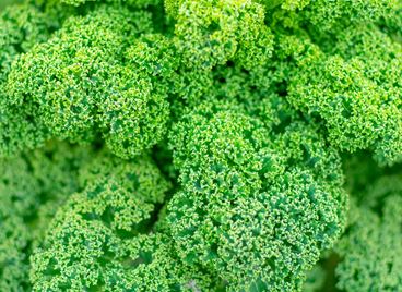 Големите ползи на кейла