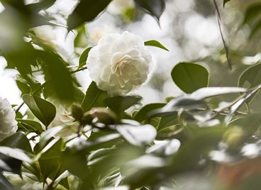 Там, където растат камелиите на Chanel