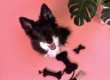 Secondhand дрехи се превръщат в аксесоари за домашните любимци