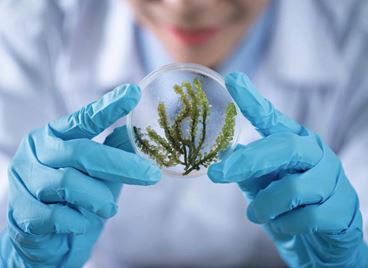 Защо морските водорасли трябва да са част от ежедневния ни ритуал?