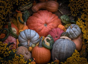 Големите ползи на тиквата