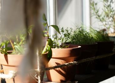 Подправки в домашни условия