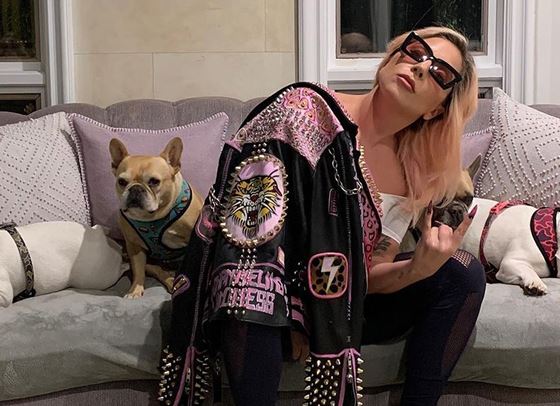 Лейди Гага дава 500 хиляди долара за кучетата си