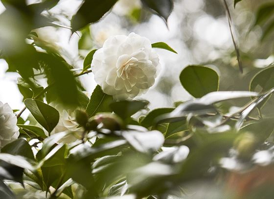 Там, където растат камелиите на Chanel