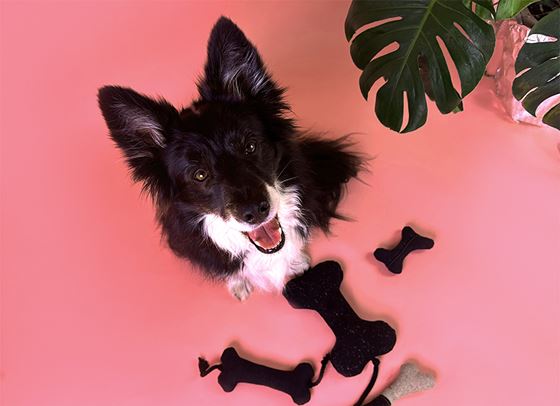 Secondhand дрехи се превръщат в аксесоари за домашните любимци