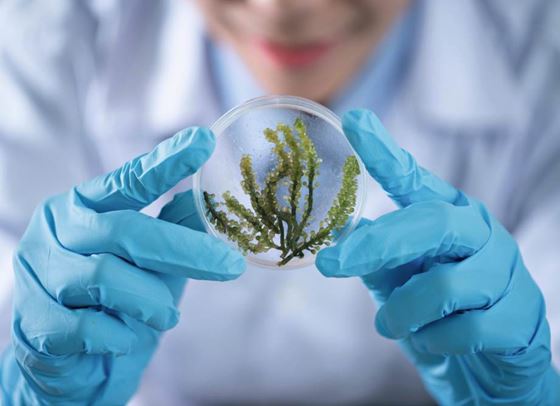 Защо морските водорасли трябва да са част от ежедневния ни ритуал?