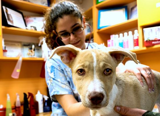 WONDER WOMEN: Vol. 1 с д-р Елза Харизанова