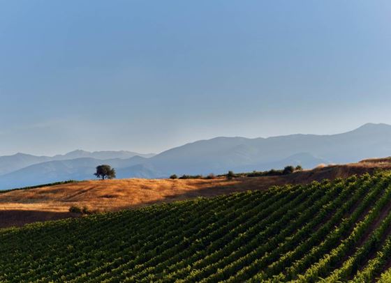 In vino veritas: Съюзът между виното и изкуството