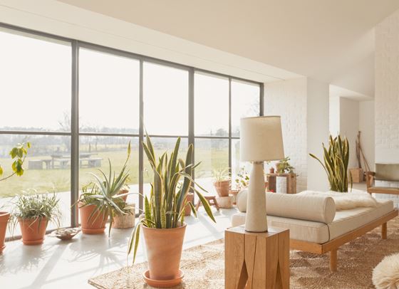 Растенията, които пречистват въздуха у дома