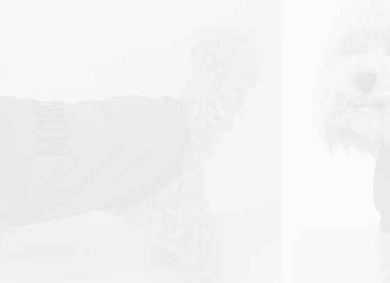 Moschino пуска дизайнерска колекция за домашни любимци